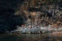 Desde Victoria Falls es posible visitar el cercano Botswana. Específicamente el Parque Nacional de Chobe. En Botswana, los cocodrilos se encuentran más comúnmente en los alrededores del río Chobe y el Delta del Okavango. Ellos residen en los lagos, ríos y pantanos, y se pueden observar en los estuarios y manglares. El cocodrilo del Nilo puede exceder 1000kgs de peso, tiene una larga mandíbula y dientes muy afilados y notables, junto con las patas traseras palmeadas. La piel del cocodrilo del Nilo está cubierto de dispuestos geométricamente, placas córneas. Las placas calientes que se encuentran en la parte superior de la cabeza cocodrilos se fusionan con el cráneo. 40% de la longitud del cuerpo se compone de la cola que tiene dos quillas dorsales planteadas. Cocodrilos adultos jóvenes son de color verde con manchas negras inusuales en la espalda y los lados mientras que su garganta y el estómago son de color amarillo paja. Cocodrilos jóvenes cavan un agujero de hasta 3 metros de largo que durante los primeros 3 a 4 años de su vida que utilizan como refugio.