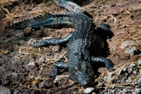 From Victoria Falls is possible to visit the nearby Botswana. Specifically Chobe National Park. Crocodiles, Hippos, and Birds on the Chobe River... To the naked eye, the Chobe River is a gentle, inviting body of water that beckons one to take a dip. This would be a big mistake, however, because the Chobe River is full of crocodiles that are very ready to eat anything they come across. We were given very clear directions not to dangle any part of our bodies in the water while we were in the tender boats; this took on much significance as five of us rode across the river on that first bird-watching expedition. Crocodiles were sun-bathing along the shore, looking very innocent and sleepy until our approaching boat startled them. Coming close to one of these creatures and seeing his teeth as he took off at great speed for the water was one of those “Oh my gosh” experiences and any thought I might have had of just feeling the water, if only for a moment,was readily forgotten. The hippos, as well, were out, groups of them wallowing in the mud. There is nothing like hearing the sounds of hippos, especially during the night or at sunrise when the “world' is silent; it's a reminder of how small we are in the universe. 