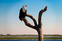 From Victoria Falls is possible to visit the nearby Botswana. Specifically Chobe National Park. African Fish Eagle (Haliaeetus vocifer) in Chobe National Park in Botswana. African fish eagles are familar birds of prey on the waterways of sub-Saharan Africa, noted for their distinctive and haunting call. These eagles perch on branches overlooking the water, swooping down to catch fish which are then carried back to the perch or dragged to shore if too big to carry. African fish eagles also eat birds, monkeys and even crocodile hatchlings. These efficient predators can get away with spending as little as 10 minutes a day actively hunting. The African fish-eagle is a proficient hunter, with live fish accounting for the bulk of its diet. It typically hunts from a high perch on a waterside tree, where it can watch for fish moving close to the water's surface. Once prey is sighted, the fish-eagle launches from its perch, swoops low over the water, and at the critical moment throws both feet forward to seize hold of its target with powerful talons. 