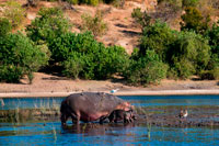 Des Victoria Falls és possible visitar el Botswana . Específicament el Parc Nacional de Chobe . Hipopòtams al riu Chobe . El parc nacional de Chobe és un dels jocs rics parcs nacionals la majoria a l'Àfrica i en la nostra opinió té més oportunitats fotogràfiques per unitat de joc que qualsevol altre lloc . El Chobe és també molt accessible des de Johannesburg com Air Botswana i SA Airlink tenen vols regulars que tenen al voltant de dues hores en cada sentit . El riu Chobe s'aixeca al Angola des de la qual viatja sota el seu nom Hambukushu , Kwando . Es converteix en el Linyanti ( nomenat pel Subiya ) ja que arriba Botswana i , finalment , es converteix en el Chobe en el lloc fronterer de Ngoma . El Chobe corre al llarg de la frontera nord de Botswana , reunit el Zambezi i cauen sobre la línia de fractura de les Cascades Victòria . Cap al final del seu recorregut , el riu es converteix en un gir , ample braç d'aigua que serpenteja el seu camí a través de pantans . El Parc Nacional de Chobe descansa sobre els seus bancs en aquest moment i és la llar d'un gran nombre d'herbívors , especialment d'elefants . Els amplis bancs i herba dolça atreuen antílops de tot tipus , de particular interès són els antílops pantà , Lechwe vermell . L'avifauna aquí també és extraordinari . Els hipopòtams són coneguts per vagar grans distàncies a la nit a la recerca de menjar . A Botswana observar a un hipopòtam que havia vagat massa lluny del sistema Linyanti una nit i acabem a la zona Savuti Marsh . La seva hora d'arribada a Savuti va coincidir amb una crisi de l'aigua.