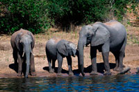 Desde Victoria Falls es posible visitar el cercano Botswana. Específicamente el Parque Nacional de Chobe . Parque Nacional de Chobe . El Parque Nacional de Chobe está situado en la parte norte de Botswana , y comprende una superficie aproximada de 11 000 km ². El parque se encuentra a orillas del río Chobe , en la frontera con Botswana y Namibia. El Parque Nacional de Chobe es el segundo parque más grande de Botswana y es conocido por su excelente visión de juego durante todo el año , ya que tiene una de las poblaciones más grandes de juego en el continente africano . Chobe es probablemente más conocido por sus impresionantes manadas de elefantes africanos. El río Chobe soporta la mayor concentración de elefantes encuentran en cualquier lugar en África y no es raro encontrar rebaños de más de un centenar. El río Chobe tiene sus orígenes en Angola, donde se le conoce como el río Kwando . Cuando entra en Botswana , el río Kwando convierte en el Linyanti y luego cerca de Ngoma puerta se convierte en el río Chobe . El río Chobe se encuentra con el río Zambezi cerca Kazangula en la frontera de Botswana. Los huéspedes pueden pescar pez tigre y la dorada , tanto en el Chobe y el Zambeze , que sin duda son el premier aguas tigerfishing en África. La característica más notable del Parque Nacional de Chobe es su enorme concentración de elefantes. Parque Nacional de Chobe alberga los supervivientes poblaciones de elefantes más grandes del mundo , estimadas actualmente para exceder 120000