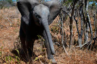 From Victoria Falls is possible to visit the nearby Botswana. Specifically Chobe National Park. Chobe National Park is probably best known for its spectacular elephant sightings the population is estimated at around 70,000 elephants today, Chobe National Park is said to have the highest concentration of elephants in Africa. One thing is a given in Chobe: just a brief drive along any of its roads quickly reveals a torn branch, a trumpeting call, an enormous grey shape ghosting out of the bush …all the unmistakable signs that this is elephant territory. At Chobe you can get so close to elephants that you can hear the deep rumblings as they communicate with each other. With the estimated population of around 70 000, Loxodonta Africana is both plentiful and, because of tight restrictions on hunting, remarkably tolerant of a traveller’s attention. Elephants living here are Kalahari elephants, the largest in size of all known elephant subspecies. Yet they are characterized by rather brittle ivory and short tusks, most likely due to calcium deficiency in the soil. Damage caused by the high numbers of elephants is rife in some areas of the Chobe National Park. 