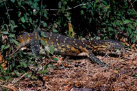 Desde Victoria Falls es posible visitar el cercano Botswana. Específicamente el Parque Nacional de Chobe . Lagarto de monitor de agua en el río Chobe . El río Chobe tiene sus orígenes en las tierras altas de Angola y una vez que entra en Botswana , pasa por varios cambios de nombre . Entra en el río Kwando y de inmediato se convierte en el Linyanti , entonces el Itenge y finalmente se llama el río Chobe . Saber esto puede evitar la confusión cuando se mira en los mapas o leer información. La zona del río Chobe contiene una interesante variedad de hábitats y es rico en la vida vegetal, con bosques de mopane , Combretum mixto, Sandveld , llanuras de inundación , praderas y bosques ribereños . Muchos árboles han sufrido daños considerables a partir del elevado número de elefantes , que los empujan una y arrancar la corteza - y algunos bosques han sido totalmente despojada . La zona más popular dentro y en las afueras de Parque Nacional de Chobe es el pequeño de 9 millas ( 15 km) tramo del río Chobe de la ciudad de Kasane al camping Serondela . Pocas personas llegan a Chobe sin tomar un viaje en este río para ver cientos de hipopótamos y cocodrilos. Ambos de los elefantes y hipopótamos personifican este parque más de cualquier otro animal y con frecuencia se presentan en la portada de los folletos de la zona.