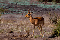 From Victoria Falls is possible to visit the nearby Botswana. Specifically Chobe National Park.  Gazelles next to the Chobe River.  The Chobe River actually flows, or at least appear to flow, both ways. In the dry season it flows into the Zambezi River, but when the Zambezi River is in full flow it “pushes” the Chobe back up stream. Chobe is most often associated with its elephant population as this has the largest elephant population in the world. However, this is not what we mainly saw on our safaris here, although we saw a few. The setting around the river is very beautiful with buffalos, antelopes and gazelles eating at the river banks, which are either sandy or covered with grass. When arriving to Chobe the first thing we did was to get out on the Chobe River for an afternoon/evening safari. After being on safaris in Kenya and Tanzania I felt quite spoilt, however the safari from a river boat was completely different and a very nice experience and exposed wild life in another type of setting. 