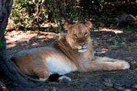 Des Victoria Falls és possible visitar el Botswana . Específicament el Parc Nacional de Chobe . Lleó al riu Chobe . Parc Nacional de Chobe és la llar de grans ramats d'elefants , búfals , i la zebra de Burchell i altes densitats de depredadors com el lleó , el lleopard , hiena tacada i Cheetah . El parc també és notable per la presència d'espècies d'antílops més inusuals com Roseguin i Sabre , Puku , Tsessebe , Eland , Kobus vermell , waterbuck , i la rara Chobe Bushbuck . També abunden altres espècies més populars, com ara la girafa , kudu, Warthog , Ñu i Impala . Parc Nacional de Chobe és una de les últimes zones verges veritables queden al món i un dels majors parcs de caça a l'Àfrica . Chobe és el parc més gran de tercer a Botswana (després de la Reserva de Caça del Kalahari Central i el remot Parc Nacional gemsbok a la cantonada sud - oest del país ) i té una superfície de 10.698 quilòmetres quadrats . Chobe però, és sens dubte el més espectacular i divers de les zones de Botswana , fins i tot més que el famós Delta de l'Okavango . La zona de Chobe va fer popular al segle 19 amb els caçadors europeus , que van acudir a la zona per disparar gran joc . Abans d'això la vida silvestre només havia estat perseguit pels mitjans tradicionals de subsistència dels pobles nadius. No obstant això , els caçadors blancs van introduir les armes de foc als pobles indígenes i això aviat va conduir a un augment massiu de la matança de la fauna silvestre.