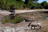 Desde Victoria Falls es posible visitar el cercano Botswana. Específicamente el Parque Nacional de Chobe . Un jabalí de cruzar la carretera , cerca del río Chobe . Jabalíes suelen ser presa de los depredadores tales como león , leopardo y hiena , pero no van abajo sin una lucha. He observado personalmente Warthogs ahuyentando a las hienas que había estado acechando los jabalíes y en una ocasión memorable que vieron una leona persiguiendo un Warthog a través de las llanuras de inundación de Chobe . Después de una carrera de unos 75 metros de los jabalíes se volvió de repente en mitad de un paso para hacer frente a la leona . Se detuvo metros del Warthog , hizo algunos gestos luego se trasladó fuera . El Warthog continuó su camino . Warthog apareamiento es la materia de leyendas . Cuando hay una hembra en celo el macho dominante se andan por ahí haciendo un sonido de clic , de origen incierto , y la espuma por la boca. Esta espuma aparentemente estimula el macho. Warthogs masculinos permanecerán montados hasta por una hora. A menudo, una comida se ha visto alterada por las travesuras de Jabalíes en las llanuras de inundación Botswana abiertas en frente de las casas de campo.
