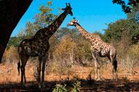 Desde Victoria Falls es posible visitar el cercano Botswana. Específicamente el Parque Nacional de Chobe . Un par de jirafas de pie en las orillas del río Chobe, en Botswana en un día soleado de verano. que conduzca a lo largo de la orilla del río en el Parque Nacional de Chobe durante la estación seca es un espectáculo para ser visto. El primer vistazo de la aguamarina brillante azul del río Chobe que serpentea a través de un terreno de arena es siempre impresionante. Conducir a través de la entrada occidental a la puerta Ngoma de la tarde, la primera vista desde lo alto de la cresta es de amplias llanuras de inundación a menudo salpicadas de arriba de dos hasta cuatro mil cebra de Burchell . Adyacente a la bulliciosa pequeña ciudad de Kasane , utilizando la puerta Sedudu oriental más popular, a través de un profundo valle a la orilla del río, en una larga escena panorámica de una inmensa diversidad de vida silvestre puede ser visto , incluyendo impalas, babuinos , hipopótamos, cocodrilos , búfalos, antílopes , lichis , Puku , kudu , sable y jabalí . Chobe es también un lugar excelente para la observación de aves safaris con extensiones de cientos de aves acuáticas mixto y más de 460 especies de aves registradas en el Parque . Sin embargo , Chobe todavía se considera la "capital de elefantes de África, ' destaca por su inmensa población de elefantes que converge a lo largo del río , que suman cientos de miles en un día cualquiera.