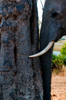 From Victoria Falls is possible to visit the nearby Botswana. Specifically Chobe National Park.  An elephant scratches his head in Chobe  River Front.  The Chobe National Park was named after the Chobe river, which forms the northern boundary of the park. The Chobe River area is very rich in plant life, offering Bachestegia sandveld, mopane woodland, mixed Combretum veld, floodplain grassland and the riverine woodland. The latter has, unfortunately, been severely damaged by elephants and has in places been reduced to scrub or totally denuded. Perhaps the greatest attraction of the Chobe river area is the elephants, which can almost always be seen there. Their late afternoon visits to the water's edge offer hours of fascinating viewing and wonderful opportunities for the photographer. Along with the huge herds of elephants, huge herds of buffalo can also be seen in this area during the dry season. 