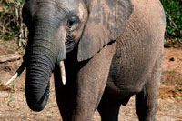 From Victoria Falls is possible to visit the nearby Botswana. Specifically Chobe National Park.  An elephant walking in Chobe  River Front. Chobe National Park in the north west region of Botswana is renowned for its high density of elephants. On a recent visit, I literally saw hundreds of elephants in just three days. They were swimming across the Chobe River at sunset, prodding their little ones forward on a march through the dry landscape, and casually stripping bark from whatever trees they had not yet destroyed. It is a remarkable national park at any time of year and not surprisingly, Botswana's most visited park. Besides elephants big and small, Chobe is home to all members of the Big 5, along with huge pods of hippo, crocodiles, kudu, lechwe, wild dogs, as well as over 450 species birds. The Chobe River offers wonderful opportunities to watch the sunset as hundreds of animals come down to the river banks for their sundowner. Chobe's proximity to the Victoria Falls and all its available activities, is another added bonus. Here's a brief guide to Chobe National Park, where to stay, what to do, and the best time to visit. Chobe National Park covers an area of 4200 miles and lies north of the Okavango Delta in the north west of Botswana. 