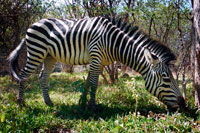 Zebra a l'exterior de la Royal Livingstone Hotel . Zebra pasturatge davant del Royal Livingstone Hotel. Aquest hotel té la ubicació ideal per a les Cascades Victòria . És meravellós ser capaç de seure al jardí i escoltar els trons i veure el fum . El gran jardí és preciós i el bar de la posta, construïda sobre pilotis a la vora del riu , és un lloc magnífic per seure i gaudir de la posta de sol . El Royal Livingstone és un gran hotel en una ubicació privilegiada a la vora del Zambezi . És tan a prop de les cataractes Victòria que es pot veure la part superior d'ells i l'esprai que desprenen clarament dels jardins de l'hotel , mentre s'escolta el poderós estrèpit de les aigües . Al voltant de l' hotel hi ha canelobres de ferro forjat , pisos polits suaus , arranjaments florals de luxe i grans miralls daurats . Hi ha una àmplia zona amb gespa , escombrar on zebres , porcs senglars i impales sovint vénen a pasturar , amb una gran piscina amb pendent cap al riu . Al riu és un bar de la posada fabulós , construït sobre pilons sobre l'aigua . És elegant , escènic i sens dubte el lloc per estar com el sol es posa . Les 173 habitacions estan distribuïdes en atractives cases blanques en blocs de deu , totes amb vistes al riu. Vostè serà conduït per un carret de golf per a la seva habitació i tenir un majordom personal per tenir cura de tu durant tota la teva estada.