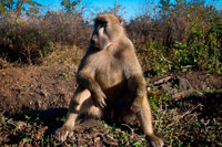Mono al aire libre las habitaciones en el Royal Livingstone Hotel. Hay tres tipos de monos se producen en Zambia. El mono verde es muy común en toda una variedad de tipos de bosque. Moverse en tropas de alrededor de 20, que se alimentan de los brotes tiernos, semillas y frutas, pero en ocasiones se alimentan de insectos y huevos. El mono azul y el mono de Maloney en ocasiones se han avistado en Luangwa, pero sus números son pequeños. Bush bebé, llamado así por su fuerte grito que se lamenta, el bushbaby es una criatura árbol difícil de alcanzar, por lo general sólo vistos en unidades de la noche y luego sólo sus ojos rojos se puede ver en lo alto de los árboles. Pasan sus días en árboles huecos y forraje entre las copas de los árboles en la noche para los insectos y frutas. Muy ágil en los árboles, pero muy raro en el suelo, saltando de una forma de rana. Por lo general son solitarios, pero podrán agruparse para formar pequeñas comunidades y temporales. El babuino chacma y el babuino amarillo ocurren en Zambia.