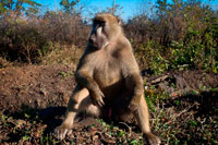 Monkey outdoor the rooms at Royal Livingstone Hotel. Three types of monkey occur in Zambia. The vervet monkey is very common throughout a variety of woodland types. Moving in troops of about 20, they feed on young shoots, seeds and fruit but occasionally will eat insects and eggs. The blue monkey and Maloney’s monkey have occasionally been sighted in Luangwa, but their numbers are small. Bush baby, called so because of its loud wailing scream, the bushbaby is an elusive tree creature, usually only spotted on night drives and then only its red eyes can be seen high up in the trees. They spend their days in hollow trees and forage among the treetops at night for insects and fruit. Very agile in trees but awkward on the ground, hopping in a frog-like fashion. They are usually solitary, but may group together to form small and temporary communities. The chacma baboon and the yellow baboon occur in Zambia. 