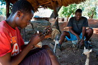 Artesanies fetes en Mukuni Village i venuts en el mercat de curiositats nau Mukuni Village. Durant segles, el poble Leya en Mukuni Village han viscut una vida tribal pacífica, tradicional però igual que gran part de l'Àfrica meridional del poble ha estat delmats per la pandèmia del VIH / SIDA. A l'estar en una zona d'influència turística, prop de Livingstone i la frontera Mukuni Zimbabwian és vulnerable. Però cap Mukuni, juntament amb L'arbre de la papallona està treballant dur per avançar en l'educació, el ??que ell creu que és la clau per superar els problemes causats per aquesta malaltia devastadora. Es pot anar en un viatge cultural de Mukuni Village i veure una forma de vida tradicional.