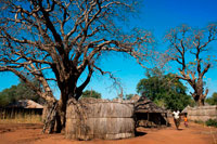 Paisaje de Mukuni pueblo con algunas casas. Como uno conduce por el pueblo a las estructuras antes mencionadas, los visitantes pueden disfrutar de una idea de la forma de vida moderna de los residentes de la aldea Mukuni. Hay tiendas, bares y tiendas de telefonía celular. La más extraña combinación de marcas de renombre mundial destellaban entre la vivienda básica y edificios, lo convierte en una mezcla interesante. Para el borde occidental de la aldea se encuentran los sistemas educativos se han desarrollado durante los últimos años. Ambas escuelas primarias y secundarias están bien establecidos y prevén más de 1.500 estudiantes. La estructura y el currículo son excelentes y los cuerpos docentes así cometidos.