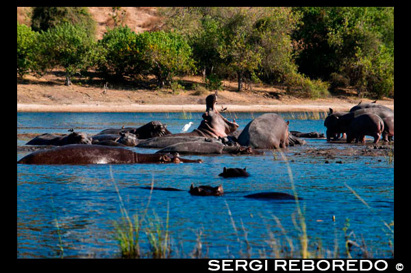 From Victoria Falls is possible to visit the nearby Botswana. Specifically Chobe National Park. Hippos are massive creatures usually seen bobbing in the water or heard making a deep laughing-type noise -- an eerie sound at night.  They graze on land but generally do so when it's dark.  It's rare to see a hippo walking about during the day and when you do it's usually because they're starving. This photo was taken on the banks of the Chobe River.  We were going on a cruise of the river, enjoying the breeze and seeing hundreds of elephants come to the water for a drink and a dip, or even a mud-bath.  And then there they were.  About a dozen hippos foraging on the grass of an island.  It was near the end of the dry season and vegetation was very limited, hence the reason they emerged from the water during the day.  Hippos are arguably the most dangerous animal in Africa killing more people each year than lions do (but not as many as mosquitoes and the pests they carry).  Bad tempered, you want to stay away from them.  Never get in the way of a moving hippo!