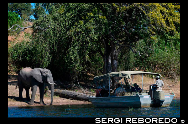 From Victoria Falls is possible to visit the nearby Botswana. Specifically Chobe National Park. Elephants Crossing: River Safari on the Chobe. Out on the brackish water, two enormous heads bobbed on the surface. We cruised nearer for a closer look. Two teenage elephants emerged from the water, their bulky bodies towering over our small boat. Flapping their ears, they moved swiftly towards the land. “They’re just swimming across the river to Sedudu Island. Don’t worry, they won’t do us any harm,” said said Bernard, our guide from the luxury river safari cruise the Zambezi Queen. Along with other boat-loads of tourists, we watched in awe as the the elephants swam across the water channel, just inches away from our boat. The duo looked playful and mischievous, splashing each other with water using their trunks. When the leading elephant reached the shore, he turned around and shooed the other one away. We burst into giggles, almost as if we were watching a pair of brothers fighting. Most of all, these elephants were completely oblivious to us and all the boats around them. Elephants are the dominant creatures along Chobe River, with over 120,000 of them living in the national park. On our evening river safari, we spotted herds of over sixty elephants in the far distance even before we’d set off. As we cruised further into the Botswana side of the Chobe, over hundreds of them were dispersed all over the floodplains and marshes. Chobe River divides Namibia’s Caprivi Strip from Botswana’s Chobe National Park, and is home to the largest populace of elephants in the world. While famous for its elephant population, the river is also home to a whole world of other land and water-based animals.