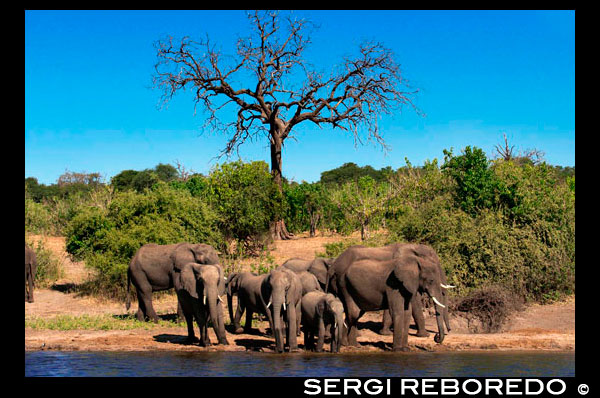 From Victoria Falls is possible to visit the nearby Botswana. Specifically Chobe National Park. Chobe - The Elephant Capital of Africa. Massive elephant populations, riverboat safaris, sunset cruises, riverfront safari lodges and top quality game drives have firmly positioned the Chobe National Park as a “must visit” destination for any enquiring safari enthusiast. Chobe National Park is famous for its elephants. The latest enquiry into the elephant population estimates it to be 120,000 - the highest elephant concentration in Africa and the largest continuous surviving elephant population on Earth. The elephants in the Chobe are Kalahari Elephants and are the biggest size of any elephant, but this doesn't deter the Chobe lions which are famed for being able to bring down elephants, something most lions would not even bother to attempt.  The majority of our handpicked luxury safari lodges front onto the Chobe River and offer sunset river safaris along the Chobe River. The game viewing from the river is outstanding with the huge diversity of Chobe’s wildlife accessible from a different perspective to stimulate the enquiring mind and brook a new perspective on our fragile earth. It is hard to put to words the feeling you get as you glide past hippos and crocs while elephants, zebra, buffalo and even lion have an evening drink, and the sun fills the sky with every colour. It’s a freedom of the senses – nature, peace, beauty, exhilaration, relaxation - all rolled into one perfect African evening - it’s the reason why people book the Chobe lodges year after year. Most of the luxury safari lodges in the area are located on the Chobe River banks giving uninterrupted views of the wildlife-lined banks.