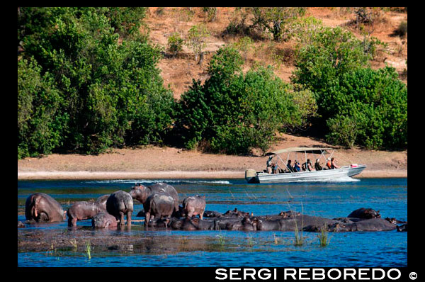From Victoria Falls is possible to visit the nearby Botswana. Specifically Chobe National Park. Hippos for example are often seen along the marshy banks of the Chobe River. As we cruised near the riverfront, we saw groups of over twenty hippos huddled together, one close to another as a form of defense against predators. With their bulging bellies and short, fat legs, these animals barely looked like they were capable of harming anyone – but as Bernard said, “Hippos kill the most number of humans each year, they’re one of the most dangerous animals in Africa.” The Savuti Marsh area, 10,878 km² large, constitutes the western stretch of the park (50 km north of Mababe Gate). The Savuti Marsh is the relic of a large inland lake whose water supply was cut a long time ago by tectonic movements. Nowadays the marsh is fed by the erratic Savuti Channel, which dries up for long periods then curiously flows again, a consequence of tectonic activity in the area. It is currently flowing again and in January 2010 reached Savuti Marsh for the first time since 1982. As a result of this variable flow, there are hundred of dead trees along the channel's bank. The region is also covered with extensive savannahs and rolling grasslands, which makes wildlife particularly dynamic in this section of the park. At dry seasons, tourists going on safari often view warthogs, kudus, impalas, zebras, wildebeests and above all elephants bullying each other. At rain seasons, the rich birdlife of the park (450 species in the whole park) is well represented. Packs of lions, hyenas, zebras or more rarely cheetahs are visible as well. This region is indeed reputed for its annual migration of zebras and predators.