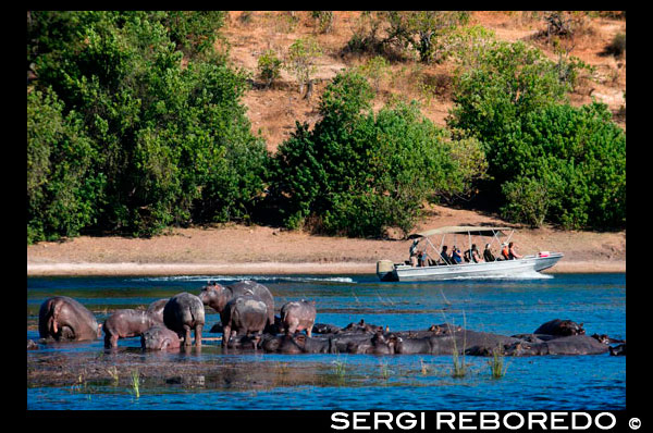 Des Victoria Falls és possible visitar el Botswana. Específicament el Parc Nacional de Chobe. Hipopòtams per exemple es veuen sovint a la vora pantanoses del riu Chobe. Com ens creuer a prop de la riba del riu, vam veure grups de més de vint hipopòtams arraulits junts, un prop d'un altre com una forma de defensa contra els depredadors. Amb els seus ventres voluminosos i cames curtes i grosses, aquests animals tot just s'assemblava al que eren capaços de fer mal a ningú - però com va dir Bernard, "Els hipopòtams maten al major nombre d'éssers humans cada any, són un dels animals més perillosos d'Àfrica. "L'àrea de Savuti Marsh, 10.878 quilòmetres ² gran, constitueix el tram occidental del parc (50 km al nord de Mababe Gate). El Savuti Marsh és la relíquia d'un gran llac interior la aigua de subministrament es va tallar fa molt temps pels moviments tectònics. Avui dia el pantà és alimentat pel Canal de Savuti erràtica, que s'asseca durant llargs períodes després curiosament flueix de nou, una conseqüència de l'activitat tectònica de la zona. En l'actualitat està fluint de nou i al gener de 2010 va arribar a Savuti Marsh, per primera vegada des de 1982. Com a resultat d'aquest cabal variable, hi ha centenars d'arbres morts al llarg de la vora del canal. La regió també està cobert d'extenses sabanes i praderies ondulants, el que fa la vida silvestre especialment dinàmic en aquesta secció del parc. En èpoques de sequera, els turistes que van de safari sovint veuen senglars, kudus, impales, zebres, nyus i per sobre de tots els elefants d'intimidació entre si. En temporades de pluja, la rica avifauna del parc (450 espècies en tot el parc) està ben representada. Paquets de lleons, hienes, zebres o més rarament guepards són visibles també. Aquesta regió és de fet famós per la seva migració anual de zebres i depredadors.