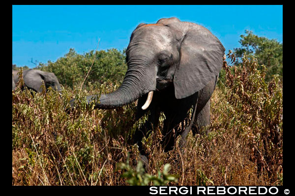 Desde Victoria Falls es posible visitar el cercano Botswana. Específicamente el Parque Nacional de Chobe. El río Chobe es famoso por sus concentraciones de vida silvestre, especialmente los elefantes ... y en particular durante la estación seca, los animales se reúnen en sus miles a lo largo del río en busca de agua. Lo que muchos visitantes de Chobe extrañan cuando están rodeados por una multitud de vida silvestre es la intimidad en bruto de la temporada que ha causado tantos animales que se reúnen. El calor es una presencia constante durante el día, pero las trampas de la safari moderno asegurar la protección y el confort de los elementos - y un aspecto importante de la selva es olvidada. Ver a una manada de elefantes se dirigen al agua a través de la temporada de paisaje seco del desierto del norte de Botswana es una de mis imágenes más perdurables de Chobe. Durante la estación seca el río Chobe ofrece un salvavidas para las grandes manadas de elefantes de Botswana y viajan grandes distancias cada día a través del desierto desecado desde y hacia las aguas permanentes del río. No es raro ver a cientos de elefantes en un momento dado en las llanuras de inundación de Chobe, levantando polvo o chapoteando en el agua. Históricamente los elefantes se movían a través de una amplia gama, con el río Chobe un mero lugar de riego en el camino. La gama incorpora el norte de Botswana, la Franja de Caprivi, en Namibia, al sur-este de Angola, al sur-oeste de Zambia y el extremo este de Zimbabwe. Guerra civil en Angola y una guerra de independencia en Namibia pusieron los rebaños en peligro con los diversos ejércitos utilizarlos como prácticas de tiro y para vender el marfil para las armas. El elefante se refugió en el norte de Botswana y nació la leyenda de Chobe. Con el final de las hostilidades los elefantes han comenzado a cruzar el río a Namibia de nuevo, aunque el Chobe sigue siendo el punto central de la reunión de las manadas de elefantes en la estación seca - y esta es la atracción de Chobe.