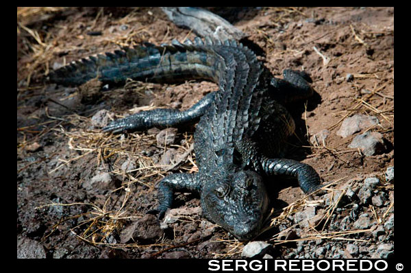 From Victoria Falls is possible to visit the nearby Botswana. Specifically Chobe National Park. Crocodiles, Hippos, and Birds on the Chobe River... To the naked eye, the Chobe River is a gentle, inviting body of water that beckons one to take a dip. This would be a big mistake, however, because the Chobe River is full of crocodiles that are very ready to eat anything they come across. We were given very clear directions not to dangle any part of our bodies in the water while we were in the tender boats; this took on much significance as five of us rode across the river on that first bird-watching expedition. Crocodiles were sun-bathing along the shore, looking very innocent and sleepy until our approaching boat startled them. Coming close to one of these creatures and seeing his teeth as he took off at great speed for the water was one of those “Oh my gosh” experiences and any thought I might have had of just feeling the water, if only for a moment,was readily forgotten. The hippos, as well, were out, groups of them wallowing in the mud. There is nothing like hearing the sounds of hippos, especially during the night or at sunrise when the “world' is silent; it's a reminder of how small we are in the universe. The birds of Africa are some of the most beautiful creatures to fly in the air. Either large and majestic or small and delicate, they are symbolic of a continent that is powerful and fragile at the same time. Watching male birds bring reeds to the nest so that the females could continue building or seeing the chicks poking out their heads in order to be fed introduced me to the joys and intrigue of bird-watching through a pair of binnoculars.