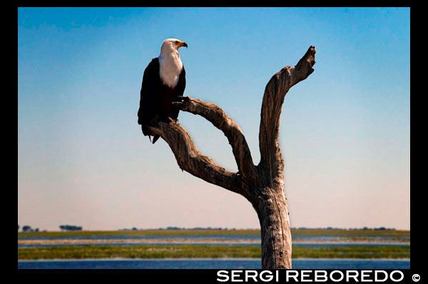 From Victoria Falls is possible to visit the nearby Botswana. Specifically Chobe National Park. African Fish Eagle (Haliaeetus vocifer) in Chobe National Park in Botswana. African fish eagles are familar birds of prey on the waterways of sub-Saharan Africa, noted for their distinctive and haunting call. These eagles perch on branches overlooking the water, swooping down to catch fish which are then carried back to the perch or dragged to shore if too big to carry. African fish eagles also eat birds, monkeys and even crocodile hatchlings. These efficient predators can get away with spending as little as 10 minutes a day actively hunting. The African fish-eagle is a proficient hunter, with live fish accounting for the bulk of its diet. It typically hunts from a high perch on a waterside tree, where it can watch for fish moving close to the water's surface. Once prey is sighted, the fish-eagle launches from its perch, swoops low over the water, and at the critical moment throws both feet forward to seize hold of its target with powerful talons. Small fish are carried through the air into a tree but larger catches are dragged through the water to the shoreline. Despite only one in every seven or eight fishing attempts being successful, the African fish-eagle rarely spends more than ten minutes per day actively hunting. Aside from fish, this efficient raptor will also take the young of water birds such as the lesser flamingo, and very occasionally will go for monkeys, crocodile hatchlings, frogs and insects. Except for the odd dead fish, fully mature African fish-eagles rarely feed on carrion unless food is particularly scarce. Adult African fish-eagles are normally seen in pairs, but on large productive lakes, nests and roosts may be only a few hundred metres apart, and many birds can be found together in one area. The stick nests are usually built in a tree close by water and are used year after year, growing in size over time with the addition of reeds, papyrus heads, bulrushes and sometimes weaver nests. Calling and duetting, whilst perched or soaring, is an integral part of the breeding display, and is combined with dramatic aerial dives and falls, with pairs interlocking talons in mid air. The female normally lays one to three eggs in the nest, which are incubated for around 44 days before hatching. Until the chicks fledge after around 65 to 75 days, it is necessary for the adults to spend considerably more time hunting for food, compared with other times of the year. Although in captivity African fish-eagles can live for more than 40 years, in the wild those that are fortunate to survive the first year have an estimated life expectancy of 12 to 24 years.