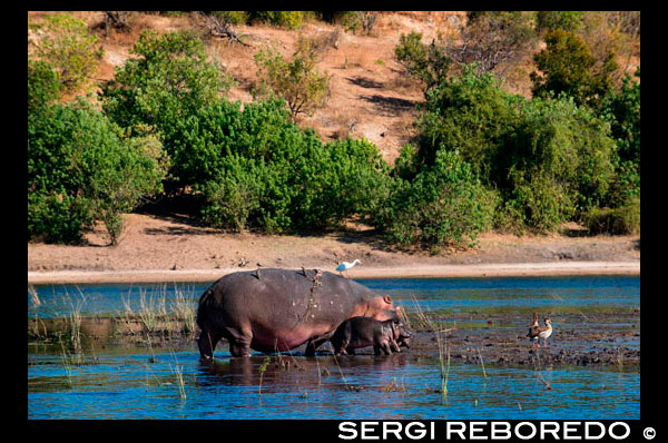 From Victoria Falls is possible to visit the nearby Botswana. Specifically Chobe National Park. Hippos in Chobe River. The Chobe national park is one of the most game rich national parks in Africa and in our opinion you have more photographic opportunities per game drive than anywhere else. The Chobe is also very accessible from Johannesburg as Air Botswana and SA Airlink have regular flights which take around two hours each way. The Chobe River rises in the Angola from which it travels under it's Hambukushu name, Kwando. It becomes the Linyanti (named by the Subiya) as it reaches Botswana and finally becomes the Chobe at the border post of Ngoma.  The Chobe runs along the northern border of Botswana, meeting the Zambezi and tumbling over the fault-line of Victoria Falls.  Towards the end of it's journey, the river becomes a twisting, broad arm of water snaking its way through swampland.  The Chobe National Park rests on its banks at this point and is home to a huge number of herbivores, especially elephant.  The wide banks and sweet grass attract plains game of all sorts; of particular interest are the swamp antelope, red lechwe.  The birdlife here too is extraordinary. Hippos are known to wander great distances at night in search of food. In Botswana I observed a Hippo that had wandered too far from the Linyanti system one night and ended up in the Savuti Marsh area. Its time of arrival in Savuti coincided with a water crisis. The waterholes were dry and many animals were milling around in confusion. The Hippo was stranded at one of the dry pans. The days were scorching, adding to the problem. The most fascinating part of this drama was the other animals’ reaction to the hippo. Hyenas lay side by side with the Hippo in one of the concrete troughs in an apparent move to cool down on the concrete. Elephant would walk over, have a look then walk back to the little shade there was. When the water finally came through the pipe on the third day the Elephants kept other animals away from the trough with the Hippo, even chasing the Hyenas away that were sharing the trough at the time. It was an amazing behavioral trait.The Hippo recovered and disappeared during the third.