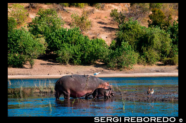 Desde Victoria Falls es posible visitar el cercano Botswana. Específicamente el Parque Nacional de Chobe. Hipopótamos en el río Chobe. El parque nacional de Chobe es uno de los juegos ricos parques nacionales la mayoría en África y en nuestra opinión tiene más oportunidades fotográficas por unidad de juego que cualquier otro lugar. El Chobe es también muy accesible desde Johannesburgo como Air Botswana y SA Airlink tienen vuelos regulares que tienen alrededor de dos horas en cada sentido. El río Chobe se levanta en el Angola desde la que viaja bajo su nombre Hambukushu, Kwando. Se convierte en el Linyanti (nombrado por el Subiya) ya que llega Botswana y, finalmente, se convierte en el Chobe en el puesto fronterizo de Ngoma. El Chobe corre a lo largo de la frontera norte de Botswana, reunido el Zambezi y caen sobre la línea de fractura de las Cataratas Victoria. Hacia el final de su recorrido, el río se convierte en un giro, ancho brazo de agua que serpentea su camino a través de pantanos. El Parque Nacional de Chobe descansa sobre sus bancos en este momento y es el hogar de un gran número de herbívoros, especialmente de elefantes. Los amplios bancos y hierba dulce atraen antílopes de todo tipo; de particular interés son los antílopes pantano, lechwe rojo. La avifauna aquí también es extraordinario. Los hipopótamos son conocidos para vagar grandes distancias en la noche en busca de comida. En Botswana observé a un hipopótamo que había vagado demasiado lejos del sistema Linyanti una noche y terminamos en la zona Savuti Marsh. Su hora de llegada en Savuti coincidió con una crisis del agua. Los pozos de agua estaban secos y muchos animales se arremolinaban en torno a la confusión. El hipopótamo se quedó varado en una de las sartenes secos. Los días fueron abrasador, añadiendo al problema. La parte más fascinante de este drama fue la reacción de los otros animales para el hipopótamo. Hienas yacía al lado del otro con el hipopótamo en uno de los canales de concreto en un aparente intento de refrescarse en el hormigón. Elefante caminaría otra vez, echar un vistazo y luego caminar de regreso a la poca sombra que había. Cuando el agua llegó finalmente a través de la tubería en el tercer día de los Elefantes celebraron otros animales lejos de la depresión con el hipopótamo, aun persiguiendo las hienas de distancia que fueron compartiendo el canal en ese momento. Fue una increíble comportamiento trait.The Hippo recuperó y desapareció durante la tercera.