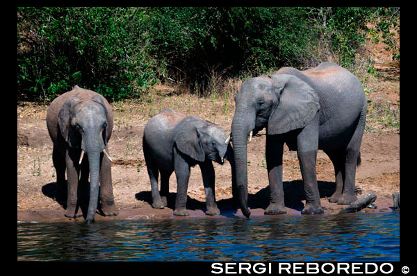 Des Victoria Falls és possible visitar el Botswana. Específicament el Parc Nacional de Chobe. Parc Nacional de Chobe. El Parc Nacional de Chobe està situat a la part nord de Botswana, i comprèn una superfície aproximada de 11 000 km ². El parc es troba a la vora del riu Chobe, a la frontera amb Botswana i Namíbia. El Parc Nacional de Chobe és el segon parc més gran de Botswana i és conegut per la seva excel · lent visió de joc durant tot l'any, ja que té una de les poblacions més grans de joc en el continent africà. Chobe és probablement més conegut per les seves impressionants rajades d'elefants africans. El riu Chobe suporta la major concentració d'elefants troben en qualsevol lloc a l'Àfrica i no és estrany trobar ramats de més d'un centenar. El riu Chobe té els seus orígens a Angola, on se li coneix com el riu Kwando. Quan entra a Botswana, el riu Kwando converteix en el Linyanti i després prop de Ngoma porta es converteix en el riu Chobe. El riu Chobe es troba amb el riu Zambezi prop Kazangula a la frontera de Botswana. Els clients poden pescar peix tigre i l'orada, tant en el Chobe i el Zambeze, que sens dubte són el primer aigües tigerfishing a Àfrica. La característica més notable del Parc Nacional de Chobe és la seva enorme concentració d'elefants. Parc Nacional de Chobe alberga els supervivents poblacions d'elefants més grans del món, estimades actualment per excedir 120000. Aquesta població es troba dispersa en gran part del nord de Botswana, així com parts del nord-oest de Zimbabwe. Els elefants Chobe són migratòries, de manera que els moviments estacionals de fins a 200 quilòmetres en un circuit dels rius Chobe i Linyanti, on es concentren en l'estació seca, fins a les cassoles al sud-est del parc, on es reuneixen durant l'època de pluges. Parc Nacional de Chobe és la llar de grans ramats d'elefants, búfals, i la zebra de Burchell. Hi ha altes densitats de depredadors com lleó, lleopard, hiena tacada i Cheetah. El parc també acull espècies d'antílops més inusuals com Roseguin i Sabre, Puku, Tsessebe, Eland, Kobus vermell, waterbuck, i la rara Chobe Bushbuck. Altres espècies més populars, com ara la girafa, kudu, Warthog, Ñu i Impala també abunden al parc. Els habitants originals del Parc Nacional de Chobe van ser els sant (també coneguts com el poble Basarwa de Botswana). Els Basarwa eren caçadors-recol · lectors i es va traslladar d'un lloc a un altre a la recerca d'aigua, fruits silvestres i animals salvatges. A principis del segle 20, la regió que es convertiria a Botswana es va dividir als diferents sistemes de tinença de la terra. En aquest moment, una part important de la superfície del parc es classifica com a terres de la Corona. Les idees d'un parc nacional per protegir la variada vida silvestre es troba aquí, així com promoure el turisme van aparèixer per primera vegada el 1931. El 1932, una àrea de 24 000 km ² al districte de Chobe va ser declarada àrea de no caça i durant els dos anys següents, aquesta àrea protegida es va incrementar en grandària a 31.600 quilòmetres ².