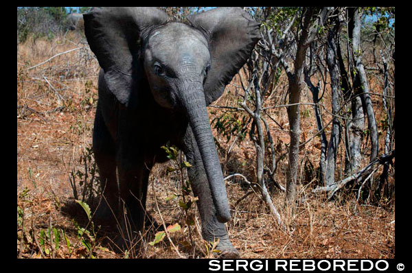 From Victoria Falls is possible to visit the nearby Botswana. Specifically Chobe National Park. Chobe National Park is probably best known for its spectacular elephant sightings the population is estimated at around 70,000 elephants today, Chobe National Park is said to have the highest concentration of elephants in Africa. One thing is a given in Chobe: just a brief drive along any of its roads quickly reveals a torn branch, a trumpeting call, an enormous grey shape ghosting out of the bush …all the unmistakable signs that this is elephant territory. At Chobe you can get so close to elephants that you can hear the deep rumblings as they communicate with each other. With the estimated population of around 70 000, Loxodonta Africana is both plentiful and, because of tight restrictions on hunting, remarkably tolerant of a traveller’s attention. Elephants living here are Kalahari elephants, the largest in size of all known elephant subspecies. Yet they are characterized by rather brittle ivory and short tusks, most likely due to calcium deficiency in the soil. Damage caused by the high numbers of elephants is rife in some areas of the Chobe National Park. In fact, concentration is so high throughout Chobe that culls have been considered, but are too controversial and have thus far been rejected. In the dry season, these elephants sojourn in the Chobe River and Linyanti River areas taking advantage of the permanent water in the area by the end of the dry season the area looks totally stripped of all nutrients, dry and desolate. When the rains come the elephants start moving south on a 200km migration path to the southern reaches of the park. Now that it has rained there are pools of water in the bush and they can graze on trees and grasses lush from the summer rain. Once these pools start drying up they once again make their way to the permanent waters of the Chobe River. The distribution of these elephants is however not restricted to the Chobe National Park as they can and often do move freely into neighbouring Zimbabwe.