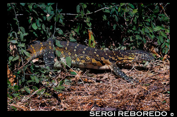 From Victoria Falls is possible to visit the nearby Botswana. Specifically Chobe National Park.  Water Monitor Lizard on the Chobe River. The Chobe River has its origins in the highlands of Angola and once it enters Botswana, it goes through several name changes. It enters as the Kwando River and immediately becomes the Linyanti, then the Itenge and is finally called the Chobe River. Knowing this may avoid confusion when looking at maps or reading information. The Chobe River area contains an interesting variety of habitats and is rich in plant life, with mopane woodland, mixed combretum, sandveld, floodplain, grasslands and riverine woodland. Many trees have suffered considerable damage from the high numbers of elephants, who push them over and rip off the bark - and some woods have been totally denuded. The most popular area in and just outside Chobe National Park is the short 9-mile (15km) stretch of Chobe River from Kasane town to the Serondela campsite. Few people come to Chobe without taking a trip on this river to see hundreds of hippopotamuses and crocodiles. Both hippo's and elephants epitomise this park more than any other animals and are often featured on the cover of brochures to the area. The only subject more photographed in Chobe are the exquisite sanguine sunsets sinking slowly over the water. Chobe National Park is probably the most affordable of Botswana's parks and with the lure of excellent game watching both on and beside the river, the well frequented areas can become quite crowded.