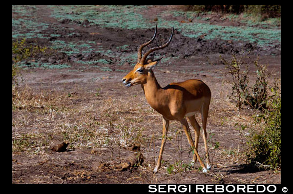 Desde Victoria Falls es posible visitar el cercano Botswana. Específicamente el Parque Nacional de Chobe . Gazelles próximos al río Chobe . El río Chobe realmente fluye , o al menos parece fluir , en ambos sentidos. En la estación seca, que desemboca en el río Zambezi , pero cuando el río Zambeze está en pleno que "empuja " el Chobe copia de seguridad de corriente . Chobe es más a menudo asociados con su población de elefantes , ya que cuenta con la mayor población de elefantes en el mundo. Sin embargo , esto no es lo que vimos sobre todo en nuestros safaris aquí , aunque vimos algunos. El entorno alrededor del río es muy bonito, con búfalos, antílopes y gacelas que comen en las riberas de los ríos , que son ya sea arenoso o cubierto de hierba . Al llegar a Chobe lo primero que hicimos fue salir en el río Chobe para un safari por la tarde / noche. Después de estar en safaris en Kenia y Tanzania me sentí bastante mal estado, sin embargo, el safari de un barco por el río era completamente diferente y una experiencia muy agradable y la vida silvestre expuesto en otro tipo de ajuste. El río Chobe y brevemente forma la frontera entre Zimbabwe y Zambia, y en la confluencia del río Chobe y el río Zambezi cuatro países se encuentran, uno de los pocos lugares en el mundo que esto sucede. Zambia , Namibia , Botswana y Zimbabwe se reúnen 