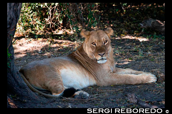 Desde Victoria Falls es posible visitar el cercano Botswana. Específicamente el Parque Nacional de Chobe. León en el río Chobe. Parque Nacional de Chobe es el hogar de grandes manadas de elefantes, búfalos, y la cebra de Burchell y altas densidades de depredadores como el león, el leopardo, hiena manchada y Cheetah. El parque también es notable por la presencia de especies de antílopes más inusuales como Roan y Sable, Puku, Tsessebe, Eland, Kobus rojo, Waterbuck, y la rara Chobe Bushbuck. También abundan otras especies más populares, tales como la jirafa, kudu, Warthog, Ñu y Impala. Parque Nacional de Chobe es una de las últimas zonas vírgenes verdaderos quedan en el mundo y uno de los mayores parques de caza en África. Chobe es el parque más grande de tercero en Botswana (después de la Reserva de Caza del Kalahari Central y el remoto Parque Nacional Gemsbok en la esquina sur-oeste del país) y tiene una superficie de 10.698 kilómetros cuadrados. Chobe sin embargo, es sin duda el más espectacular y diverso de las zonas de Botswana, incluso más que el famoso Delta del Okavango. La zona de Chobe hizo popular en el siglo 19 con los cazadores europeos, que acudieron a la zona para disparar gran juego. Antes de esto la vida silvestre sólo había sido perseguido por los medios tradicionales de subsistencia de los pueblos nativos. Sin embargo, los cazadores blancos introdujeron las armas de fuego a los pueblos indígenas y esto pronto condujo a un aumento masivo de la matanza de la fauna silvestre. Se animó a los lugareños a disparar mucho más de lo que necesitaban para el trueque de productos europeos como el tabaco, ropa, mantas y más armas. Los visitantes posteriores explotaron la madera de los bosques indígenas a lo largo del río Chobe. La tala comercial se inició antes de la Primera Guerra Mundial y luego de nuevo desde 1.944 hasta 1.955. La teca fue la principal especie de la madera y todavía existen estos árboles en Chobe, pero no a lo largo del río. Por lo tanto, la industria de la madera alterada drásticamente la vegetación a lo largo del río Chobe, sin embargo, hoy en día muchos culpan a los elefantes para esta carnicería. Los molinos de madera a lo largo del río cerraron a mediados de la década de 1950 porque no había más árboles restantes. La reserva del juego de Chobe fue proclamado por el Gobierno colonial Bechuanalandia en 1961 para controlar la caza y la tala generalizada en la zona. El parque abrió sus puertas al público en agosto de 1964 y se actualizó a estatus de parque nacional en 1968 después de la independencia de Botswana.