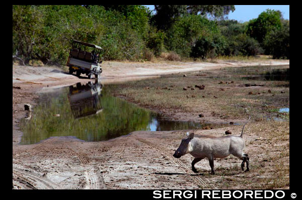 Desde Victoria Falls es posible visitar el cercano Botswana. Específicamente el Parque Nacional de Chobe . Un jabalí de cruzar la carretera , cerca del río Chobe . Jabalíes suelen ser presa de los depredadores tales como león , leopardo y hiena , pero no van abajo sin una lucha. He observado personalmente Warthogs ahuyentando a las hienas que había estado acechando los jabalíes y en una ocasión memorable que vieron una leona persiguiendo un Warthog a través de las llanuras de inundación de Chobe . Después de una carrera de unos 75 metros de los jabalíes se volvió de repente en mitad de un paso para hacer frente a la leona . Se detuvo metros del Warthog , hizo algunos gestos luego se trasladó fuera . El Warthog continuó su camino . Warthog apareamiento es la materia de leyendas . Cuando hay una hembra en celo el macho dominante se andan por ahí haciendo un sonido de clic , de origen incierto , y la espuma por la boca. Esta espuma aparentemente estimula el macho. Warthogs masculinos permanecerán montados hasta por una hora. A menudo, una comida se ha visto alterada por las travesuras de Jabalíes en las llanuras de inundación Botswana abiertas en frente de las casas de campo . Esto puede causar un poco de hilaridad entre los huéspedes . La interacción de las hienas con Warthogs en ??Botswana es muy interesante. Observaciones personales no indican por qué una hiena elige un Warthog en particular a perseguir . A menudo, un número de jabalíes pasará por hienas y las hienas se apenas darse cuenta pero de repente oye perseguirá un individuo en particular.