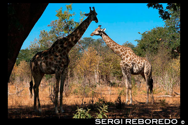 Desde Victoria Falls es posible visitar el cercano Botswana. Específicamente el Parque Nacional de Chobe. Un par de jirafas de pie en las orillas del río Chobe, en Botswana en un día soleado de verano. que conduzca a lo largo de la orilla del río en el Parque Nacional de Chobe durante la estación seca es un espectáculo para ser visto. El primer vistazo de la aguamarina brillante azul del río Chobe que serpentea a través de un terreno de arena es siempre impresionante. Conducir a través de la entrada occidental a la puerta Ngoma de la tarde, la primera vista desde lo alto de la cresta es de amplias llanuras de inundación a menudo salpicadas de arriba de dos hasta cuatro mil cebra de Burchell. Adyacente a la bulliciosa pequeña ciudad de Kasane, utilizando la puerta Sedudu oriental más popular, a través de un profundo valle a la orilla del río, en una larga escena panorámica de una inmensa diversidad de vida silvestre puede ser visto, incluyendo impalas, babuinos, hipopótamos, cocodrilos, búfalos, antílopes, lichis, Puku, kudu, sable y jabalí. Chobe es también un lugar excelente para la observación de aves safaris con extensiones de cientos de aves acuáticas mixto y más de 460 especies de aves registradas en el Parque. Sin embargo, Chobe todavía se considera la "capital de elefantes de África, 'destaca por su inmensa población de elefantes que converge a lo largo del río, que suman cientos de miles en un día cualquiera. Pero, para cualquier persona que ha tenido el privilegio de una unidad de juego reciente, más inesperado y sorprendente son los grandes números de la jirafa! Paseos por la mañana son muy populares con la esperanza de avistar los grandes depredadores, pero pueden ser comparativamente más tranquila en comparación con la tarde, ya que la vida silvestre tienden a viajar hacia el río cuando las temperaturas suben y el sol calienta el paisaje. Independientemente de la época, a menudo primero avistado es una gran cabeza apareciendo por encima de una cabriola arbusto lanoso y luego, otro y otro. Jirafa él se vea en todas las direcciones. Este aumento de la jirafa en la orilla del río Chobe es aún más sorprendente saber que, por desgracia, en la última década a través de los números de jirafa continente africanos han disminuido considerablemente. En 1999, se estimó que el número total de jirafa en África a superar los 140.000, sin embargo las estimaciones actuales tienen la población de menos de 80.000, incluyendo todas las subespecies.