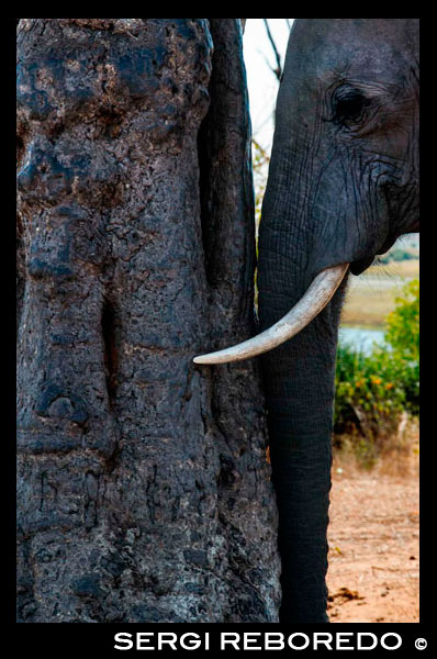Des Victoria Falls és possible visitar el Botswana . Específicament el Parc Nacional de Chobe . Un elefant es grata el cap a Chobe River Front . El Parc Nacional de Chobe va ser nomenat després del riu Chobe , que forma el límit nord del parc . La zona del riu Chobe és molt ric en la vida de la planta , oferint Sandveld Bachestegia , boscos mopane , barrejat veld Combretum , pasturatge inundable i boscos de ribera . Aquesta última té , per desgràcia , vist greument danyada pels elefants i ha en llocs s'ha reduït a matolls o totalment despullada . Potser la major atracció de la zona del riu Chobe és els elefants , que gairebé sempre es poden veure allà. Les seves visites a la tarda a la fi de la vora de l'aigua ofereixen hores de fascinant visió i meravelloses oportunitats per al fotògraf . Juntament amb les grans rajades d'elefants , grans ramats de búfals també es poden veure en aquesta àrea durant l'estació seca . També es pot esperar per veure tsessbe , antílops , roan , eland , sabre , la girafa i , si tens sort , un dels rars Puku . Les planes d'inundació del riu crea una àrea de visió ideal, amb pegats mixtes de pastures oberts , matolls d'arbustos i boscos de ribera . En el mateix riu hauria de veure hipopòtams i cocodrils . La zona del riu Chobe té una rica selecció d'aus també . Capvespres exquisits fan d'aquesta una experiència de vida silvestre no es pot perdre.