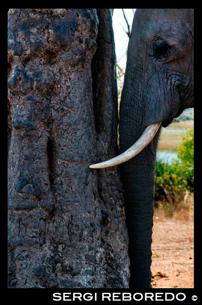 From Victoria Falls is possible to visit the nearby Botswana. Specifically Chobe National Park.  An elephant scratches his head in Chobe  River Front.  The Chobe National Park was named after the Chobe river, which forms the northern boundary of the park. The Chobe River area is very rich in plant life, offering Bachestegia sandveld, mopane woodland, mixed Combretum veld, floodplain grassland and the riverine woodland. The latter has, unfortunately, been severely damaged by elephants and has in places been reduced to scrub or totally denuded. Perhaps the greatest attraction of the Chobe river area is the elephants, which can almost always be seen there. Their late afternoon visits to the water's edge offer hours of fascinating viewing and wonderful opportunities for the photographer. Along with the huge herds of elephants, huge herds of buffalo can also be seen in this area during the dry season. You can also expect to see tsessbe, waterbuck, roan, eland, sable, giraffe and, if you are lucky, one of the rare puku. The floodplains of the river make an ideal viewing area, with mixed patches of open grassland, thickets of bush and riverine forest. In the river itself you should see hippo, and crocodile. The Chobe river area has a rich selection of bird life as well. Exquisite sunsets make this a wildlife experience not to be missed. 