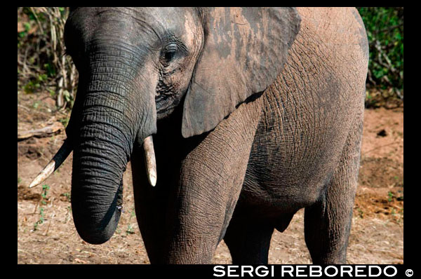 From Victoria Falls is possible to visit the nearby Botswana. Specifically Chobe National Park.  An elephant walking in Chobe  River Front. Chobe National Park in the north west region of Botswana is renowned for its high density of elephants. On a recent visit, I literally saw hundreds of elephants in just three days. They were swimming across the Chobe River at sunset, prodding their little ones forward on a march through the dry landscape, and casually stripping bark from whatever trees they had not yet destroyed. It is a remarkable national park at any time of year and not surprisingly, Botswana's most visited park. Besides elephants big and small, Chobe is home to all members of the Big 5, along with huge pods of hippo, crocodiles, kudu, lechwe, wild dogs, as well as over 450 species birds. The Chobe River offers wonderful opportunities to watch the sunset as hundreds of animals come down to the river banks for their sundowner. Chobe's proximity to the Victoria Falls and all its available activities, is another added bonus. Here's a brief guide to Chobe National Park, where to stay, what to do, and the best time to visit. Chobe National Park covers an area of 4200 miles and lies north of the Okavango Delta in the north west of Botswana. The Chobe River at the northern end of the park, marks the border between Botswana and Namibia's Caprivi Strip. Here's a detailed map from Botswana Tourism. Chobe is blessed with a variety of habitats ranging from highly fertile floodplains, grasslands and thickets bordering the Chobe River, mopane woodland, forests and scrub.