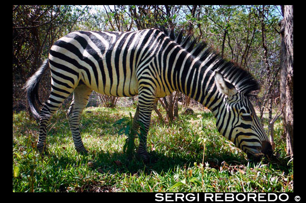 Cebra en el exterior de la Royal Livingstone Hotel. Zebra pastoreo en frente del Royal Livingstone Hotel. Este hotel tiene la ubicación ideal para las Cataratas Victoria. Es maravilloso ser capaz de sentarse en el jardín y escuchar los truenos y ver el humo. El gran jardín es precioso y el bar de la puesta, construida sobre pilotes en la orilla del río, es un lugar magnífico para sentarse y disfrutar de la puesta de sol. El Royal Livingstone es un gran hotel en una ubicación privilegiada a orillas del Zambezi. Es tan cerca de las cataratas Victoria que se puede ver la parte superior de ellos y el spray que desprenden claramente de los jardines del hotel, mientras se escucha el poderoso estruendo de las aguas. Alrededor del hotel hay candelabros de hierro forjado, pisos pulidos suaves, arreglos florales de lujo y grandes espejos dorados. Hay una amplia zona con césped, barrer donde cebras, jabalíes e impalas a menudo vienen a pastar, con una gran piscina con pendiente hacia el río. En el río es un bar de la puesta fabuloso, construido sobre pilotes sobre el agua. Es elegante, escénico y sin duda el lugar para estar como el sol se pone. Las 173 habitaciones están distribuidas en atractivas casas blancas en bloques de diez, todas con vistas al río. Usted será conducido por un carrito de golf para su habitación y tener un mayordomo personal para cuidar de ti durante toda tu estancia. Las habitaciones son habitaciones de hotel de nivel internacional, tal vez falta un poco de carácter, pero con todas las facilidades que pueda necesitar, incluyendo balcón, aire acondicionado, ventilador, TV, mini-bar y sistema de sonido. Los cuartos de baño brillan y tienen bañeras y duchas separadas. Hay un gran salón comedor con terraza exterior y se requiere vestimenta casual elegante para la cena en el restaurante principal. Los huéspedes también pueden disfrutar de alta té por las tardes, por un suplemento, mientras que el hotel también ofrece tratamientos de spa. Lo más importante es que está perfectamente ubicado para Cataratas Victoria, ya que puedes caminar por los jardines del hotel a las cataratas en unos 15 minutos. Los huéspedes del hotel pueden visitar las cataratas como todo lo que quieran sin tener que pagar una cuota de entrada, ya que está incluido en el precio de la estancia.