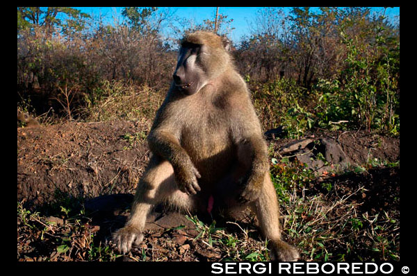 Mono a l'aire lliure l'habitació a Royal Livingstone Hotel. Hi ha tres tipus de micos es produeixen a Zàmbia . El mico verd és molt comú en tota una varietat de tipus de bosc . Moure en tropes d'al voltant de 20 , que s'alimenten dels brots tendres , llavors i fruites , però de vegades s'alimenten d'insectes i ous . El mico blau i la granota de Maloney en ocasions s'han albirat en Luangwa , però els seus números són petits . Bush nadó , anomenat així per la seva forta crit que es lamenta , el bushbaby és una criatura arbre difícil d'aconseguir , en general només vistos en unitats de la nit i després només els seus ulls vermells es pot veure a la part alta dels arbres . Passen els seus dies en arbres buits i farratge entre les copes dels arbres a la nit per als insectes i fruites . Molt àgil en els arbres , però molt rar a terra , saltant d'una forma de granota . En general són solitaris , però es poden agrupar per formar petites comunitats i temporals . El babuí chacma i el babuí groc ocorren a Zàmbia . Tots dos són animals gregaris , que es produeixen en les tropes d'al voltant de 50 o més , l'alimentació a terra i en els arbres de fruites , llavors , rizomes i els insectes . La unitat bàsica és un harem - un mascle dominant que envolta a si mateix amb un nombre de femelles reproductores . La seva aparellament és freqüent però per ràfegues molt curtes alhora . Es reprodueixen durant tot l' any i el seu període de gestació és d'uns 6 mesos . Tenen una societat estrictament disciplinat , cada membre de la tropa de conèixer el seu propi estat i governat per un grup d'elit de la gent gran . Qualsevol membre del clan que tracta d'usurpar la posició d'un altre és reprès pels mascles dominants que les colles contra l'autor del delicte que resulta en una explosió de crits i xiscles . El grau de dominància entre els membres dominants del clan es mostra per l'angle en què sostenen les seves cues : com més gran sigui l'angle , més dominant del mascle.