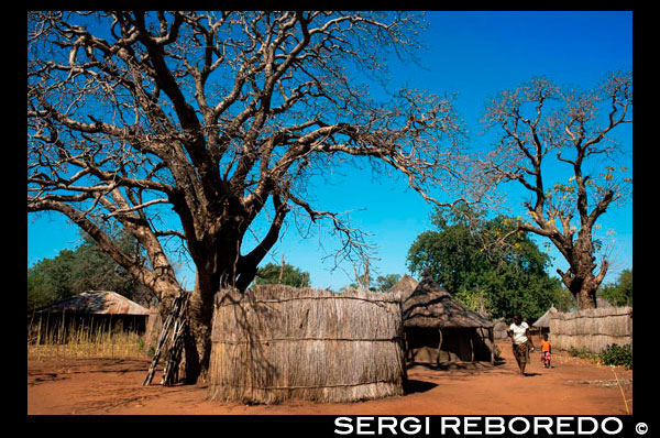 Landscape of Mukuni Village with some houses.   As one drives through the village to the structures mentioned above, visitors are treated to some insight into the modern lifestyle of the residents of Mukuni village.  There are stores, bars and cell phone  shops. The rather strange combination of world renowned brands flashed amongst the basic housing and buildings, makes for  an interesting mix. To the western edge of the village one finds the schooling systems have  developed over recent years. Both primary and secondary schools are well established and provide for over 1500 students. The structure and curriculum are excellent and the teaching bodies well committed. It is also enjoyable to see the sporting facilities provided with a number of football fields, soccer being the obvious favourite. It is not far from these schools that one finds a fairly modern clinic and two large churches. As is the case with the majority of Zambia the community is generally Christian and church attendance high.  These have played a positive role in the development of the community over the last 100 years. Along the periphery of the village, as one descends the edge of the large hill that the village is set upon, we find that the community has worked together to develop a well established farming system. This includes maize and sorghum, as well as the rearing of cattle, chickens and goats.