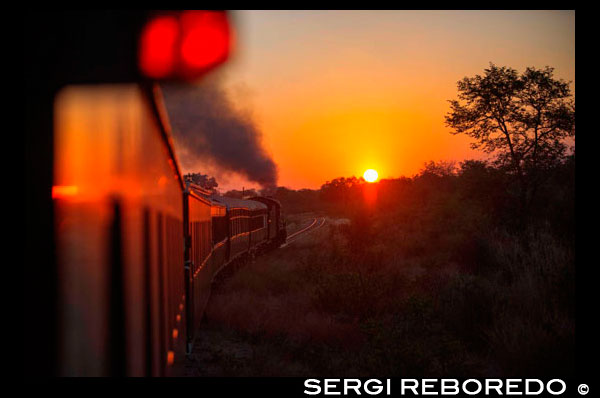 Posta de sol al tren de luxe Royal Livingstone Express . La locomotora de vapor , 156 és un dècim de classe que originalment va pertànyer a la Zambezi Serradores Limited . Va ser utilitzat en la Línia Mulobezi per tirar carros de tala dels boscos en Mulobezi al capdavant de carril a Livingstone . David Pastor , reconegut artista de la fauna , va rescatar a la locomotora i parcialment renovat que , al seu esplendor anterior . Després ho va donar al Patrimoni Nacional i posteriorment Bushtracks ha restaurat la locomotora a l'ordre de treball . Bushtracks van passar tres anys buscant carros per poder operar aquesta excursió . Rohan Vós de Rovos Rail Sud-àfrica, la reputació de ser " el tren més luxós del món , trobar cinc vagons que van ser comprats al desembre de 2006 . Rovos Rail també va acordar renovar els cotxes a la seva antiga glòria i el treball va començar el 3 de gener de 2007. Gaudiu de l'elegància d'abans des de la comoditat del seu carro , mentre gaudeix d'un dels viatges en tren més espectaculars del sud d'Àfrica . L'experiència de la flora i fauna , amb vistes panoràmiques des del carro d'observació . Aquesta experiència única s'ofereix tres vegades per setmana , inclou el sopar de 6 plats , vi, cervesa i refrescs . El luxós tren surt de l'estació a les 17h45 i el sopar se serveix a les 19h00 . Els clients seran retornats a la Royal Livingstone Hotel at 22h00.