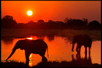 BOTSWANA: D'SAFARI AMB OE. Postal vespre amb dos elefants creuant una zona inunda propera al campament Khwai River Lodge d'Orient Express a Botswana, a l'interior de la Reserva Salvatge de Caça Moremi. Botswana, el paradís del caçador d'elefants. Àfrica és el destí més cobejat pels caçadors de tot el planeta, i Botswana, al sud del continent, és un dels més llaminers per als amants de la caça major. «La caça a la zona de l'Okavango i els paisatges de la zona dels pantans fan d'aquesta destinació un dels preferits per als caçadors de safaris», asseguren al web Cercle de Caçadors. La temporada permesa per a la pràctica de la caça abasta d'abril a setembre, i precisament Abril és el mes recomanat per cobrar grans elefants. Els preus poden oscil · lar entre els 6.000 i els 30.000 euros. La caça de l'elefant a Botswana es realitza «a la petjada». A grans trets, consisteix a matinar i anar recorrent els punts pels quals va poder haver estat l'elefant buscant petjades fresques de mascles adults. Segons experts en la matèria, els preus per practicar la caça a Botswana poden oscil · lar entre els 6.000 i els 30.000 euros, en funció de les comoditats de les que es pretengui gaudir al país africà i dels objectius que es tingui. Per descomptat, resulta més car caçar un elefant que una zebra. La caça de l'elefant està regulada a Botswana, i per practicar-n'hi ha prou amb desemborsar la suma de diners pertinent, una còpia del passaport, una còpia de la guia dels rifles i omplir un formulari. 