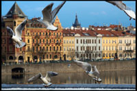 República Txeca. Praga. Diverses gavines sobrevolen els voltants del pont de Carles. El Pont de Carles (en txec Karl? V most) és el pont més vell de Praga, i travessa el riu Moldava de la Ciutat Vella a la Ciutat Petita. És el segon pont més antic existent a la República Txeca. La seva construcció va començar en 1357 amb el vistiplau del Rei Carles IV, i va ser finalitzat a principis del segle XV. Atès que en aquest llavors constituïa l'única forma de travessar el riu, el pont de Carles es va transformar en la via de comunicació més important entre la Ciutat Vella, el Castell de Praga i les zones adjacents fins a 1841. El pont va ser també una connexió important per al comerç entre Europa Oriental i Occidental. Originalment aquesta via de comunicació va rebre el nom de Pont de Pedra (Kamenný most) i Pont de Praga (Prazsky most), però porta la seva denominació actual des de 1870. El pont té una longitud de 516 metres, i el seu ample és de gairebé 10 metres, alhora que es troba recolzat en 16 arcs. Està protegit per 3 torres distribuïdes entre els seus dos capçaleres, dues d'elles a Malá Strana i la restant en l'extrem situat a la Ciutat Vella. La torre localitzada a la capçalera de la Ciutat Vella és considerada per molts com un de les construccions més impressionants de l'arquitectura gòtica al món. El pont està decorat per 30 estàtues situades a banda i banda del mateix, la major part de les quals són d'estil barroc i van ser construïdes al voltant del 1700. Durant les nits el pont de Carles és un testimoni silenciós dels temps medievals. Però durant el dia, la seva cara canvia completament i es transforma en un lloc molt transitat. Artistes i comerciants tracten de fer diners a costa de l'important flux de turistes que cada dia visiten el lloc.
