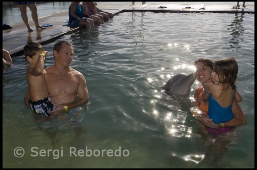 Only at UNEXSO can you swim and interact with trained dolphins in the open ocean environment. You'll begin this once in a lifetime experience in a boat with our dolphins following you out into the ocean and leaping to the trainers command (weather permitting). Then you'll enter the water and interact with our dolphins in their natural element of the open ocean. You'll be shown hand signals and the dolphins will perform trained behaviors for you. 