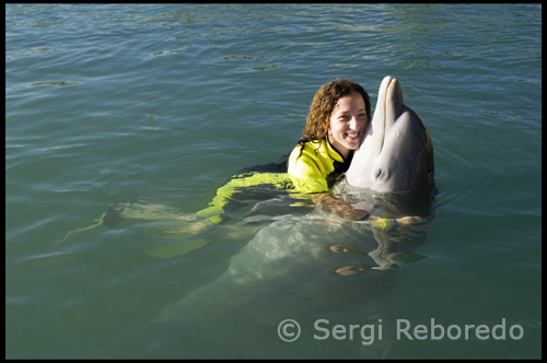 Divers looking a more challenging encounter with dolphins might be interested in a captive swim program such as UNEXO's: Dolphin Experience. The dolphins live in a nine acre body of water, called Sanctuary Bay. During an open release program, the dolphins will temporally leave the bay and follow the dive boat into the open sea. The dolphins rendezvous with the divers and perform behaviors under the supervision of UNEXO trainers. In both SeaWorld's and UNEXO programs the captive dolphins are conditioned for interacting with humans. There are a different set of challenges, when divers interact with wild dolphins. Because human encroachment on dolphin habitat, steps must be taken to minimize the negative impact of these human-dolphin interactions. The National Marine Fisheries Service is the branch of the US government that protects marine mammals. The NMFS has extensive documented the harmful effects of feeding wild dolphins. In a report to congress it stated "In the best interest of dolphins forced to live in an environment surrounded by the human development, we should not intentionally further alter the behavior of these animals. ... Humans should recognize this fact and respect the wild nature of these animals by maintaining their distance and not habituating them unnatural sources of food. The flourishing number of observational cruises where feeding is not involved demonstrates the fact that observing dolphins as wild creatures is a viable, lower risk, alternative." Cristina Silvente