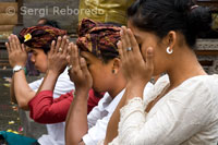 Several people pray and make offerings in the Book of the Sacred Monkey Forest during the Galungan. Galungan festival, the largest in Bali, symbolizes the victory of Drama (virtue) on Adharma (bad). During day-long celebrations Balinese parade through the whole island adorned with long bamboo sticks (Penjor) decorated with ears of corn, coconut, rice cakes and pastries as well as white or yellow cloth, fruits, flowers. This festival is celebrated every 210 days. Ubud. Bali.