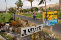 Some cows drinking in a ditch beside the road leading to the fishing village of Amed East Bali.