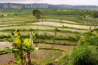 Rice fields surrounding the village of Tirta Gangga are among the finest you can find in Bali. Roads intertwine in these Eastern Bali.