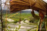 Rice fields surrounding the village of Tirta Gangga are among the finest you can find in Bali. Roads intertwine in these Eastern Bali.